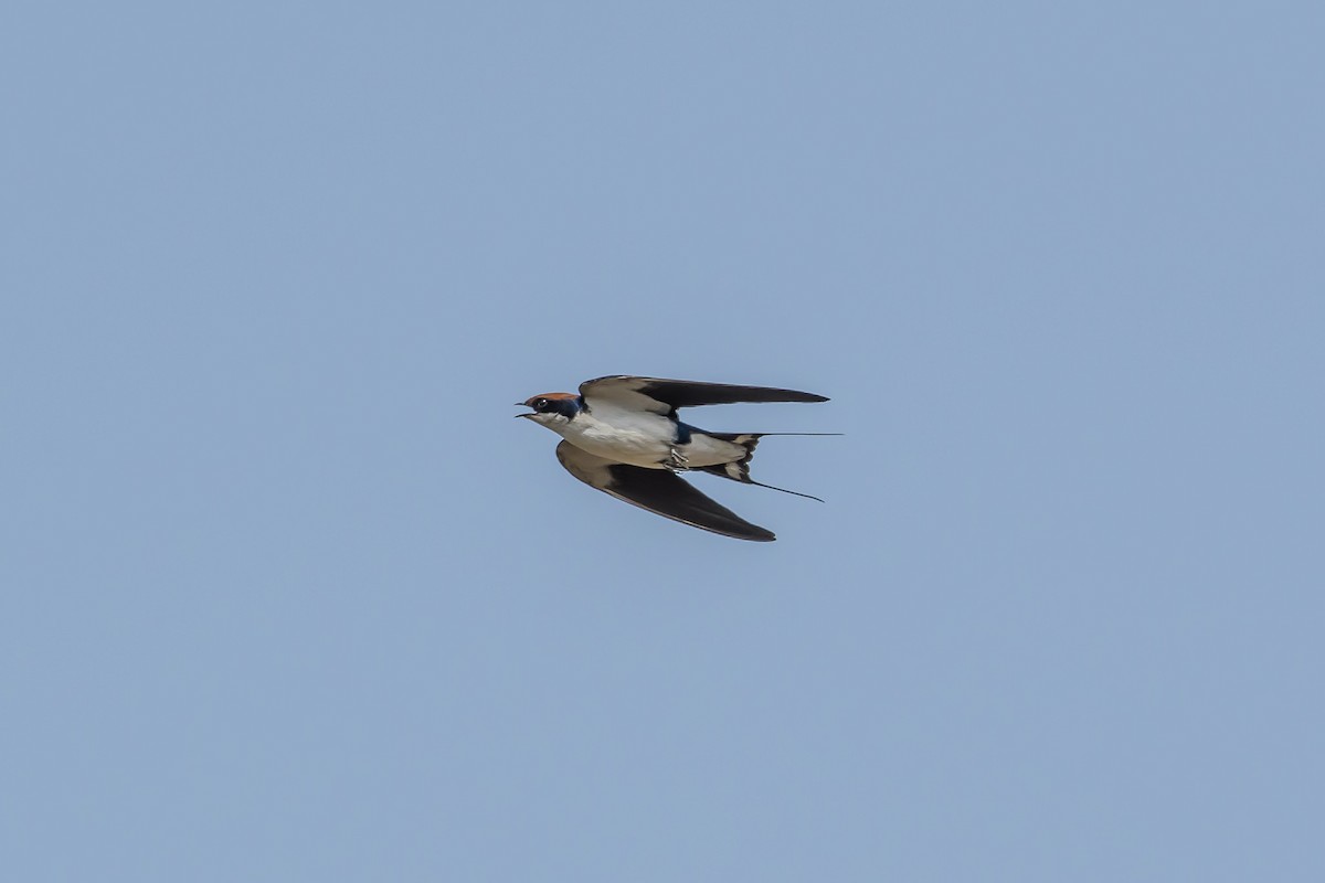 Wire-tailed Swallow - ML143511751