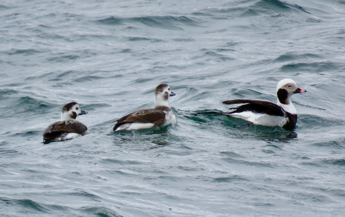 Long-tailed Duck - ML143512161