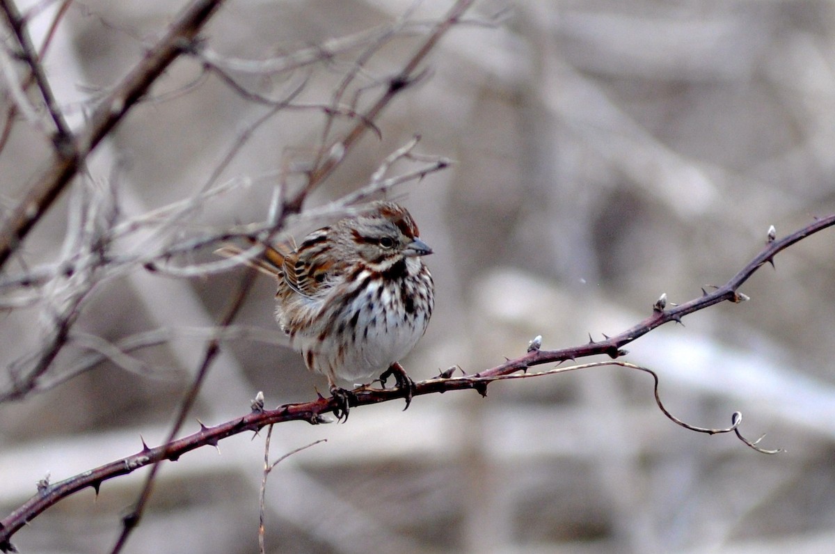 Song Sparrow - Jessica Runner