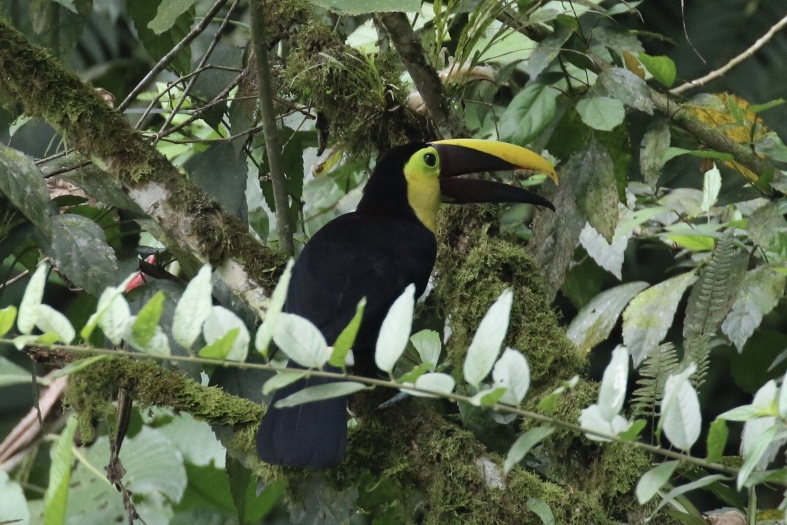 Yellow-throated Toucan (Chestnut-mandibled) - Arnold Skei
