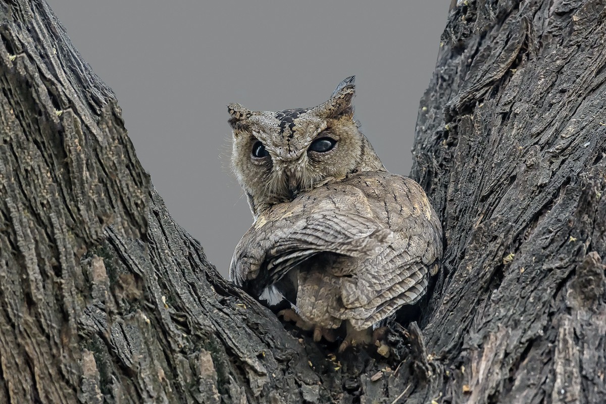Indian Scops-Owl - Nitin Chandra