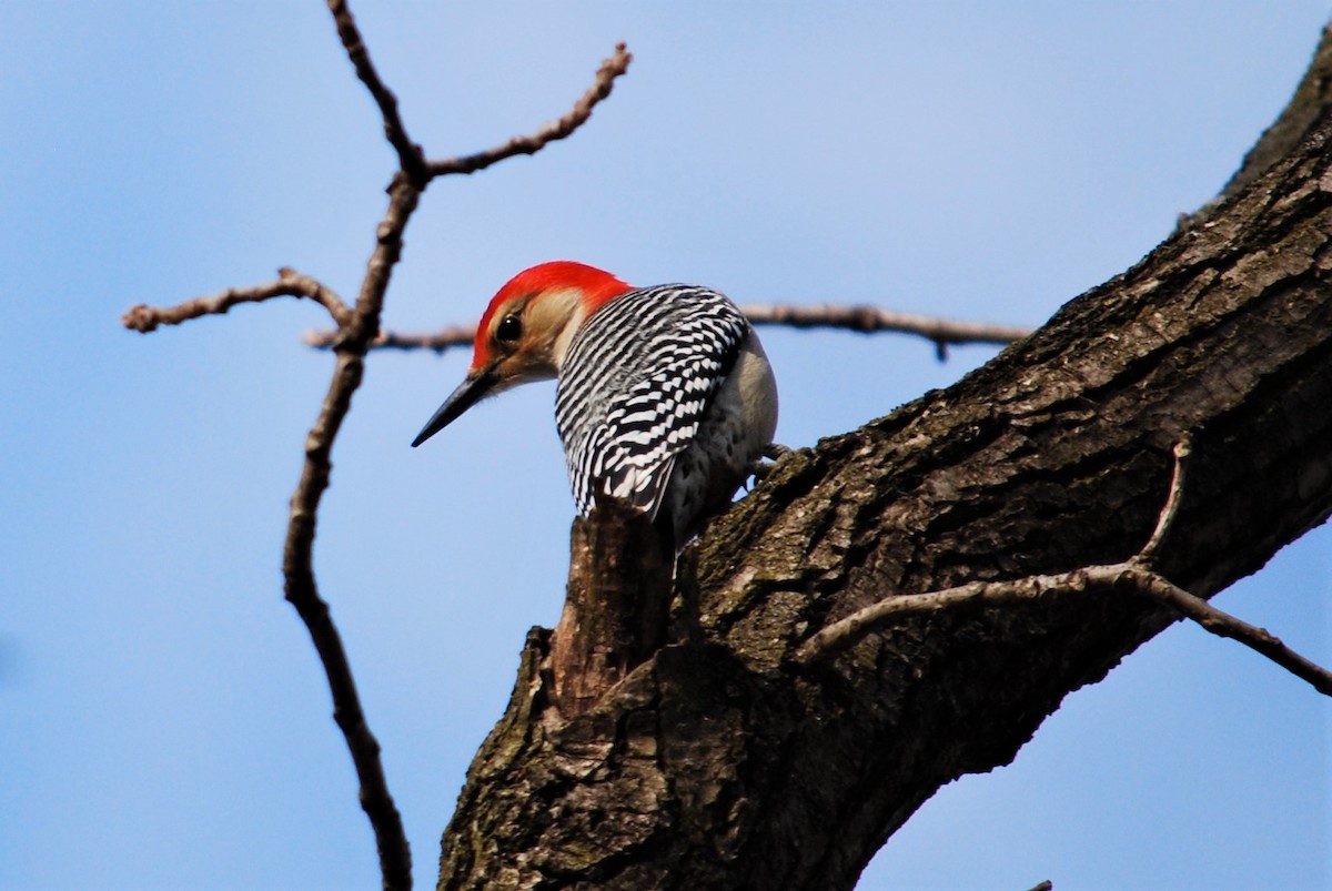 Red-bellied Woodpecker - ML143524331