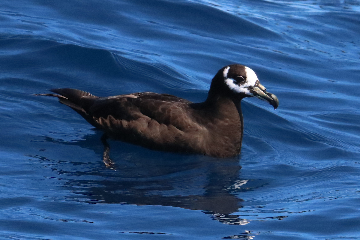 Spectacled Petrel - ML143524631