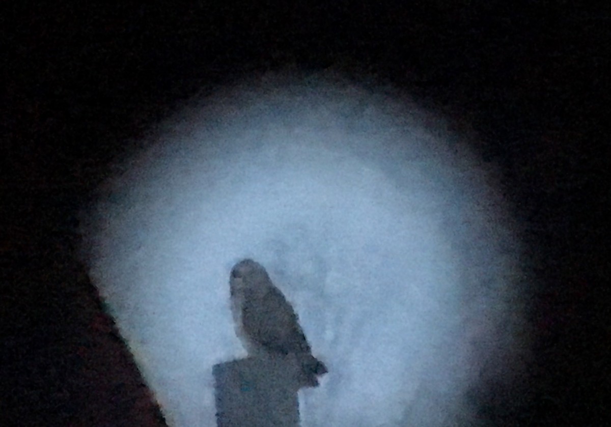 Short-eared Owl (Northern) - Tristan Herwood