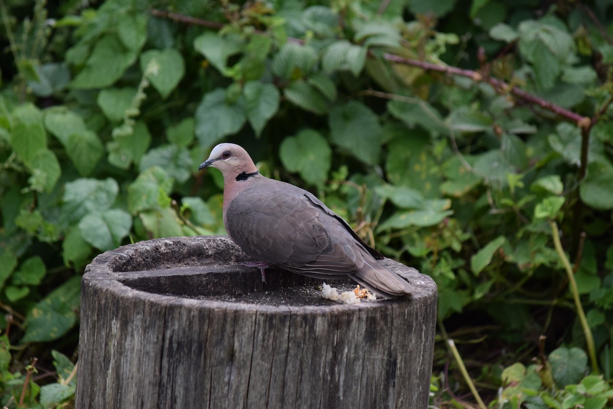 Red-eyed Dove - ML143525211
