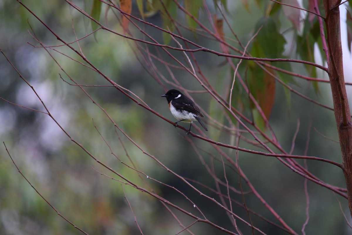 African Stonechat - ML143525771