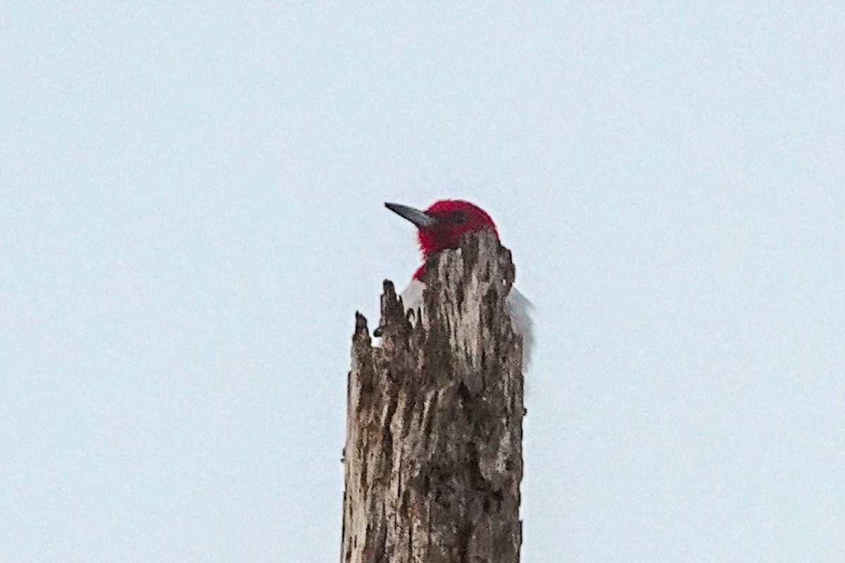 Red-headed Woodpecker - ML143525971