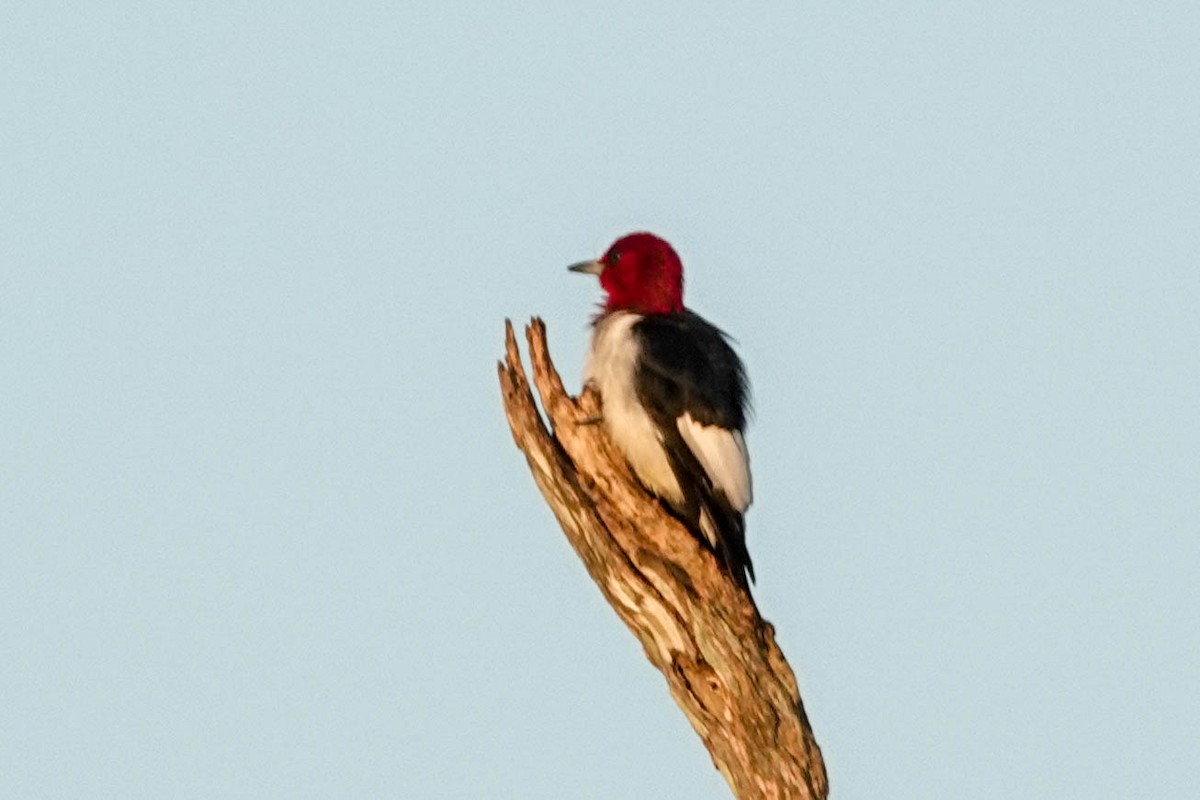 Red-headed Woodpecker - Doreen LePage