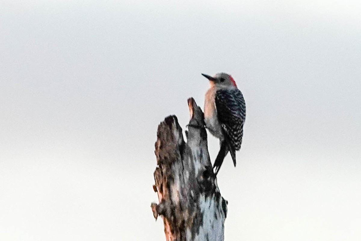 Red-bellied Woodpecker - ML143526051
