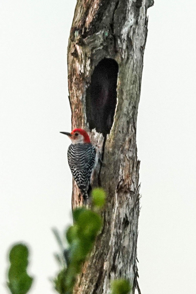 Red-bellied Woodpecker - ML143526061