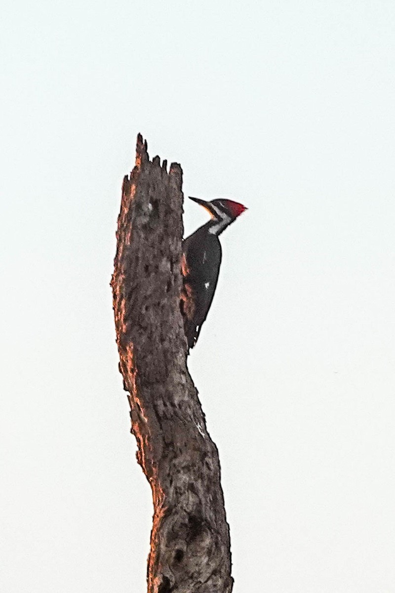 Pileated Woodpecker - ML143526121