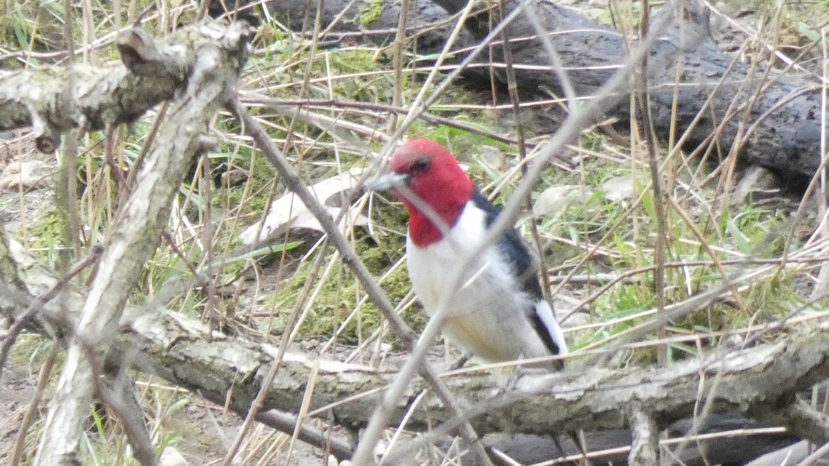Red-headed Woodpecker - ML143526511