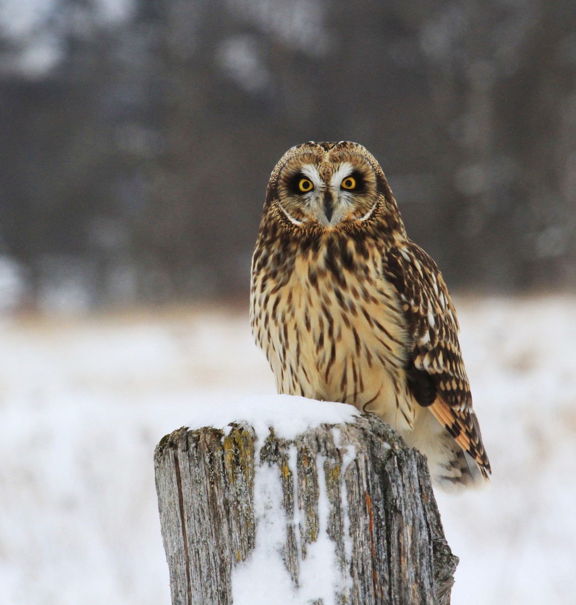 Short-eared Owl (Northern) - Diane St-Jacques