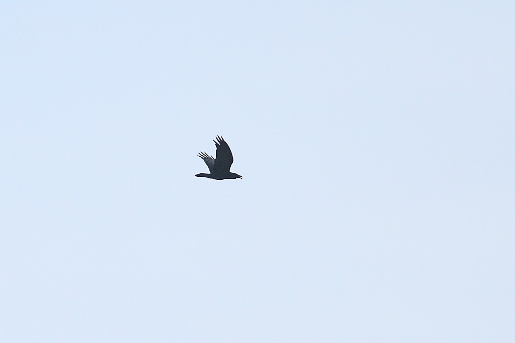 Common Raven - ML143528441