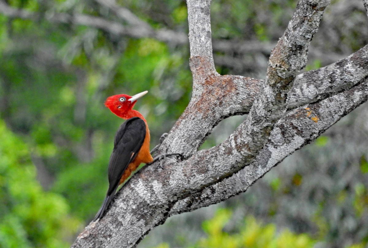 Red-necked Woodpecker - Ray Wershler