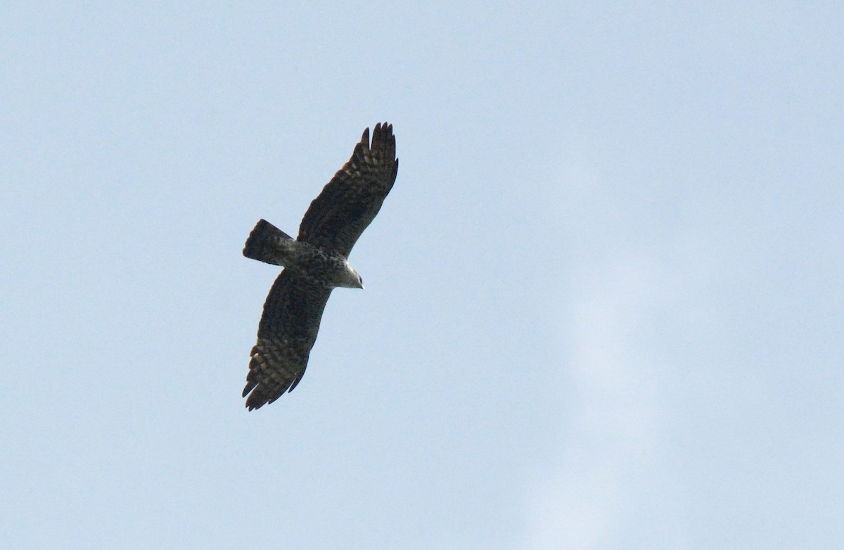Ayres's Hawk-Eagle - ML143536531