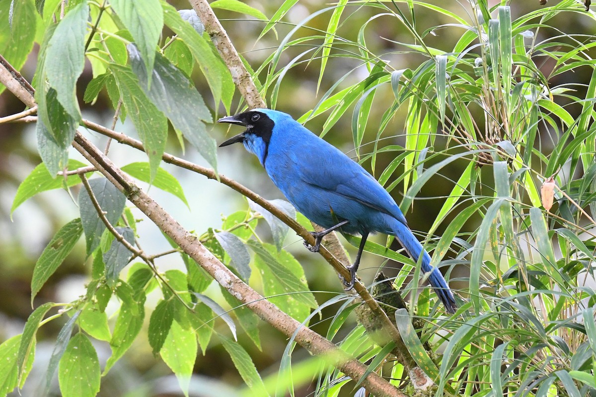 Turquoise Jay - Warren Whaley