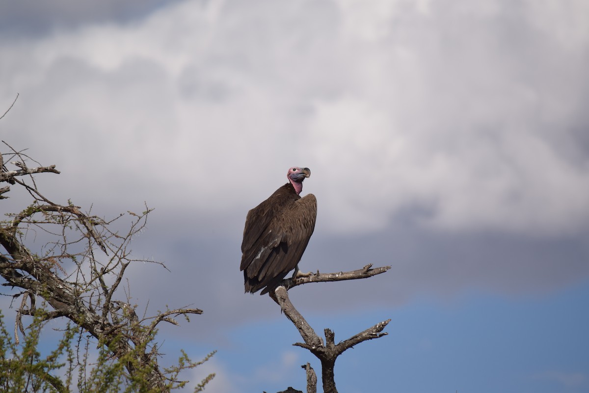 Lappet-faced Vulture - ML143536951