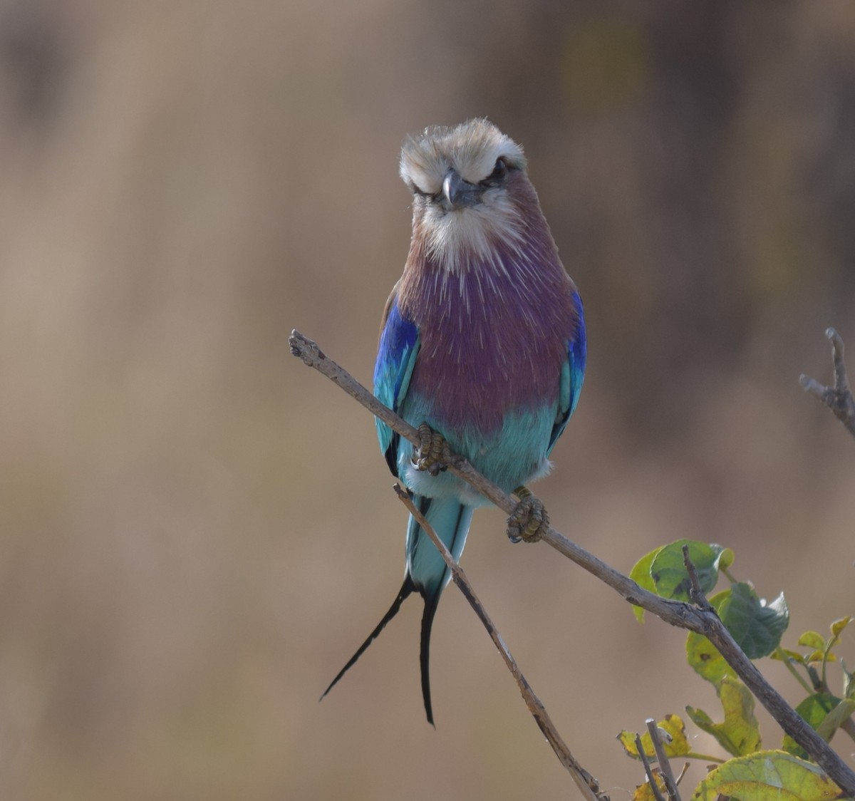 Lilac-breasted Roller - ML143537301