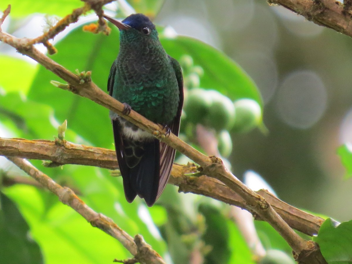 Tyrian Metaltail - Janet Cook
