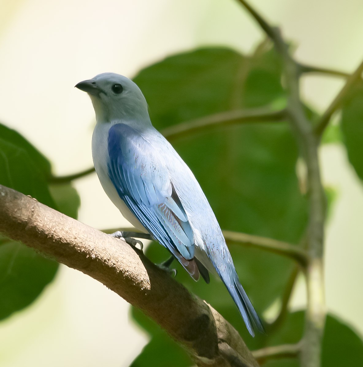 Blue-gray Tanager - ML143544311