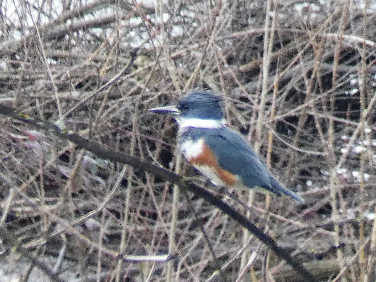 Belted Kingfisher - ML143545851