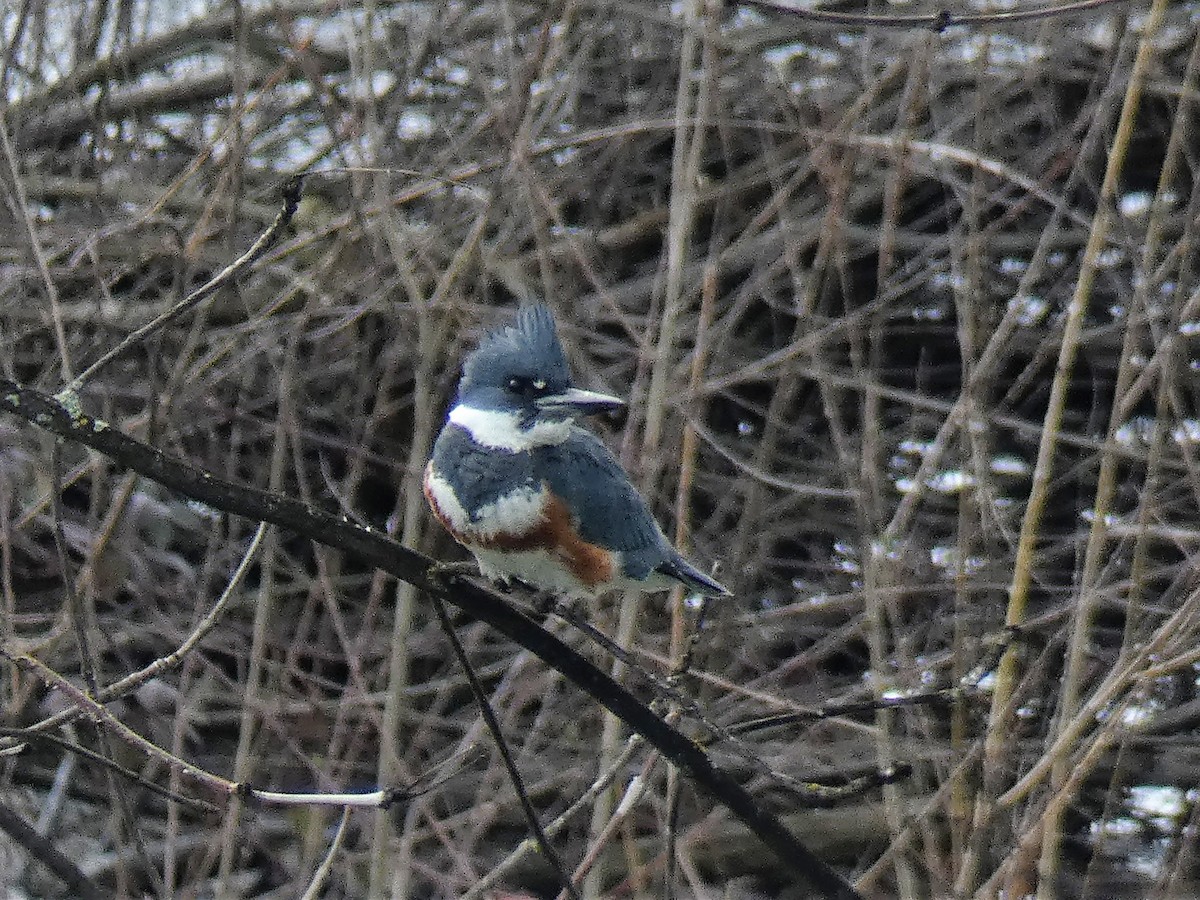 Belted Kingfisher - ML143545891