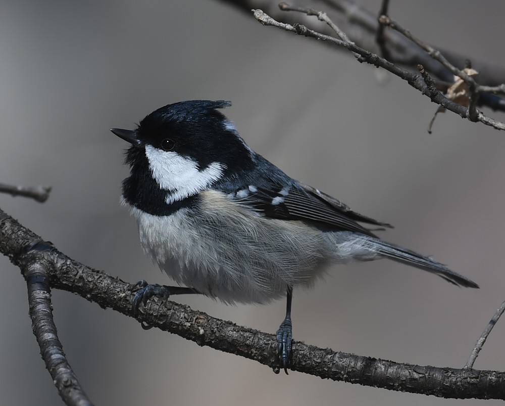 Coal Tit (Continental) - Andrew Whitehouse