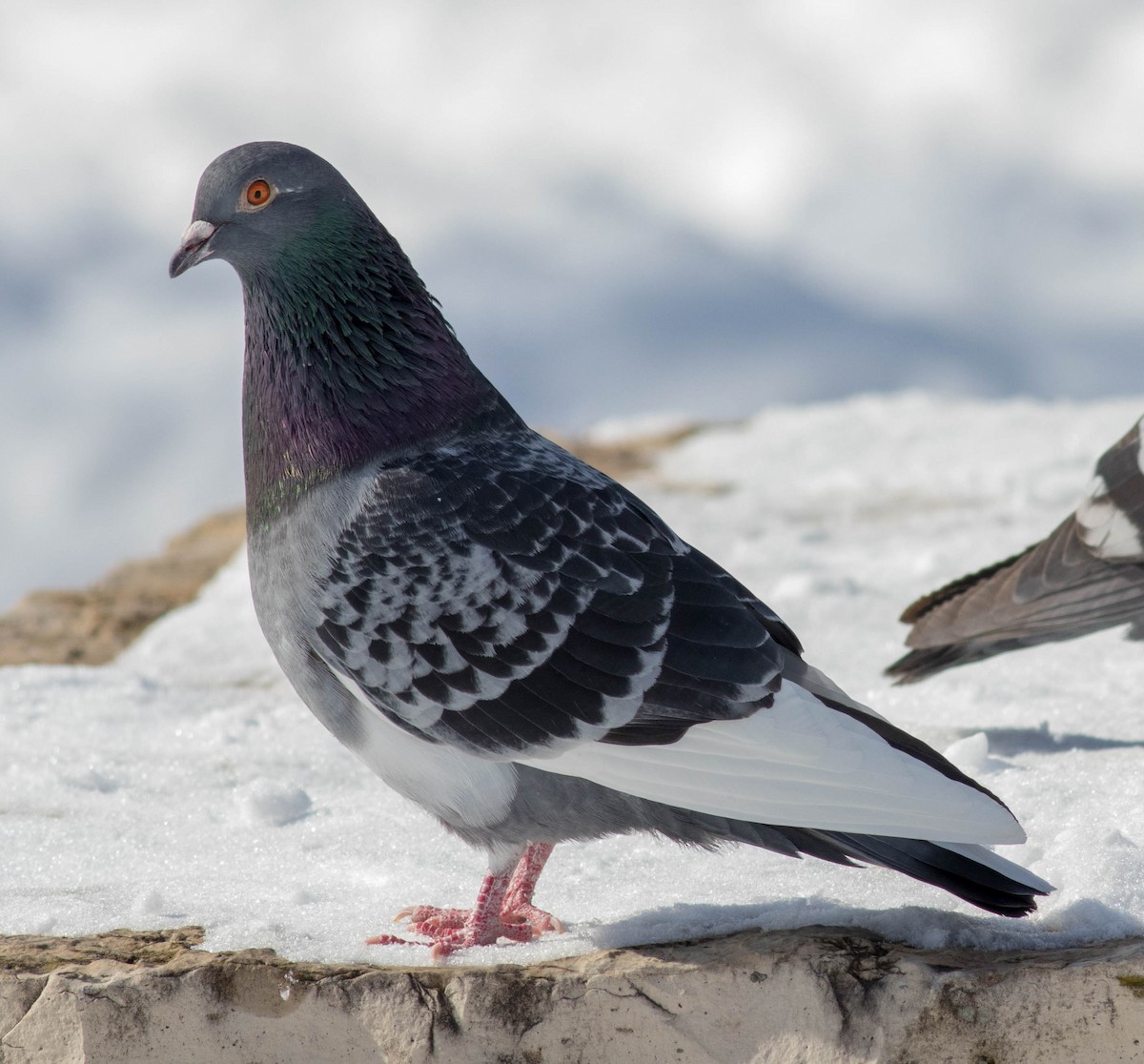 Rock Pigeon (Feral Pigeon) - ML143546281