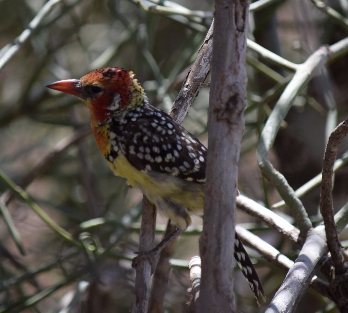 Red-and-yellow Barbet - ML143547221