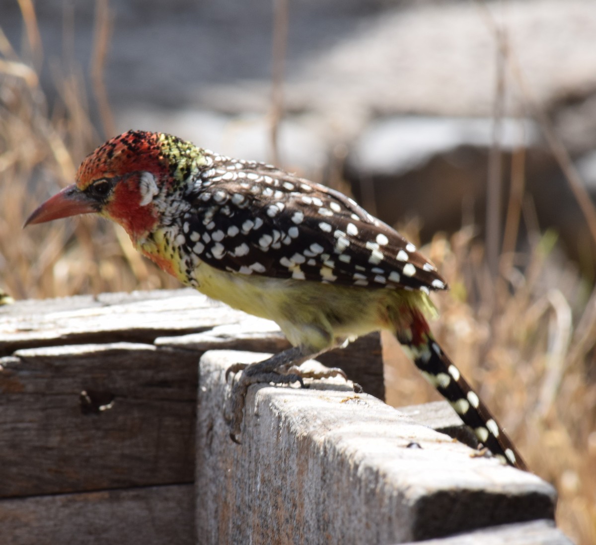 Red-and-yellow Barbet - ML143547491