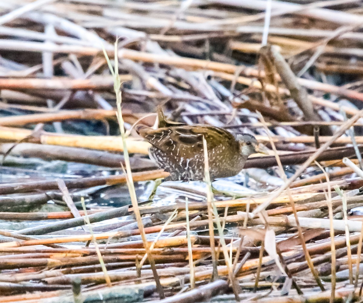 Spotted Crake - ML143547791