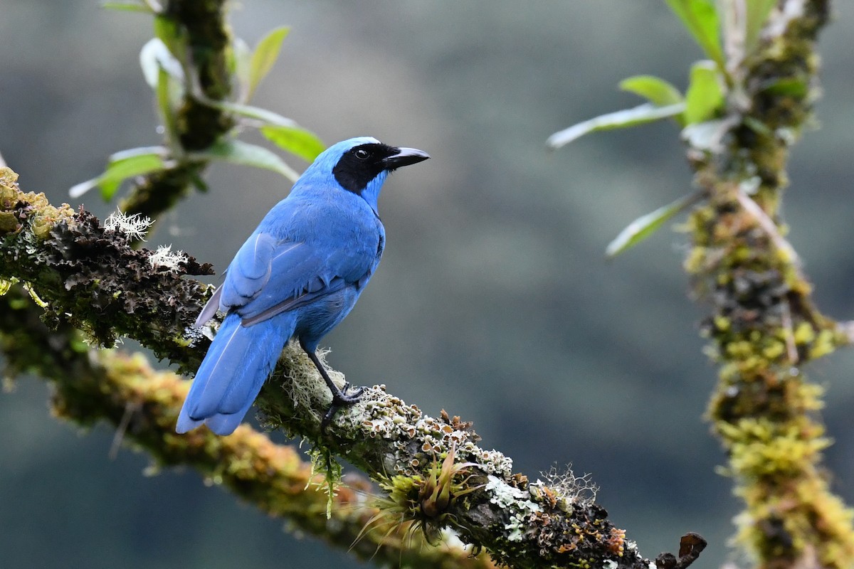 Turquoise Jay - Warren Whaley