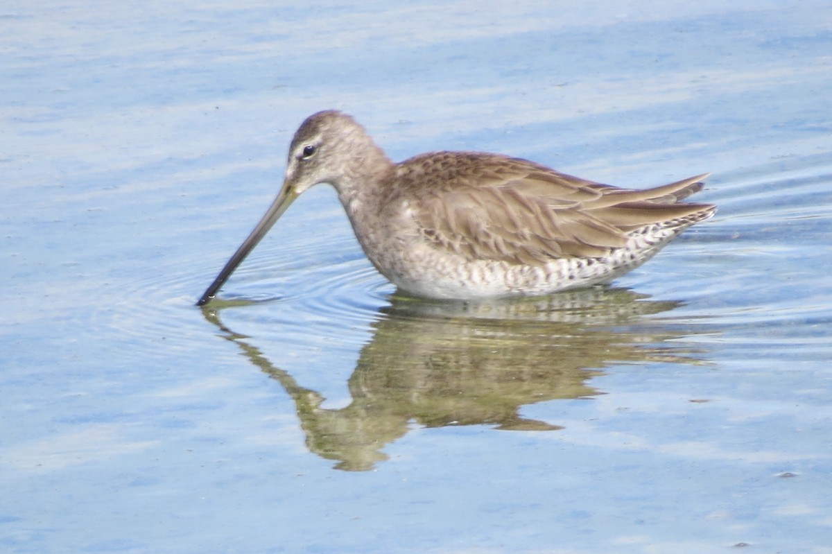Long-billed Dowitcher - ML143549351