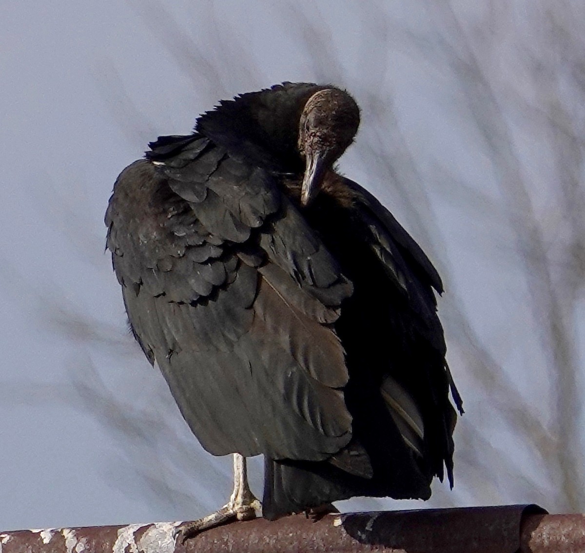 Black Vulture - ML143550971