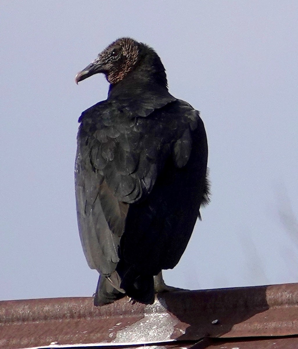 Black Vulture - ML143550991