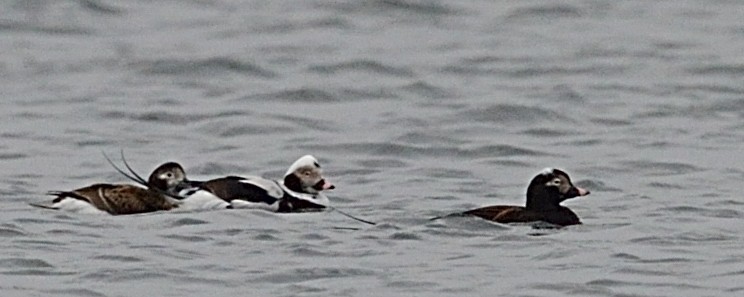 Long-tailed Duck - Hans Norelius