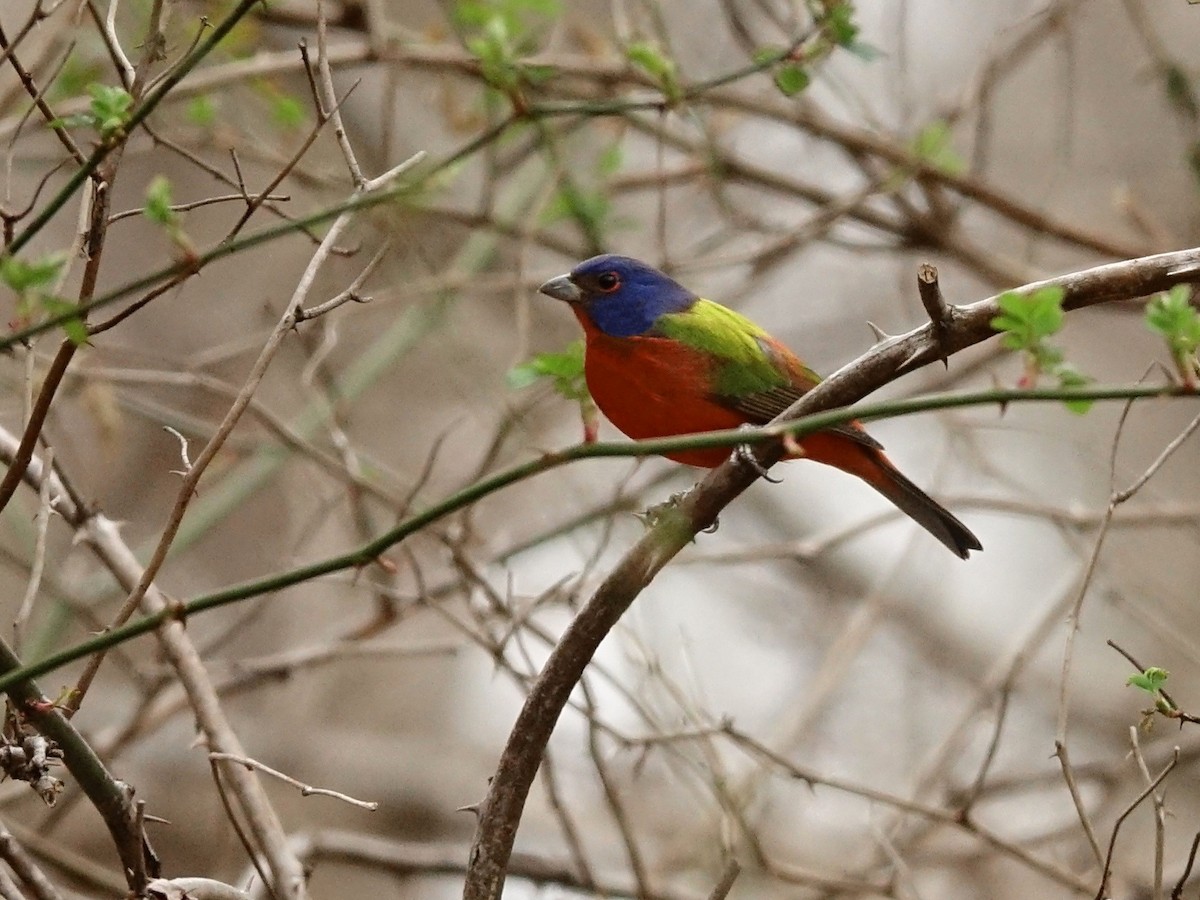 Painted Bunting - ML143552201