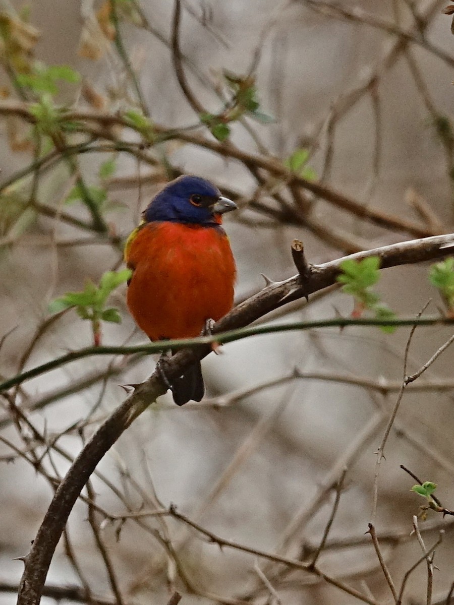 Painted Bunting - ML143552221