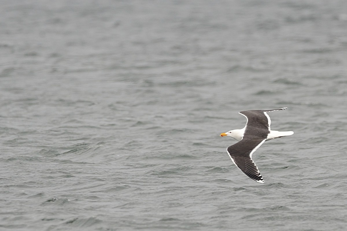 Great Black-backed Gull - Hans Norelius