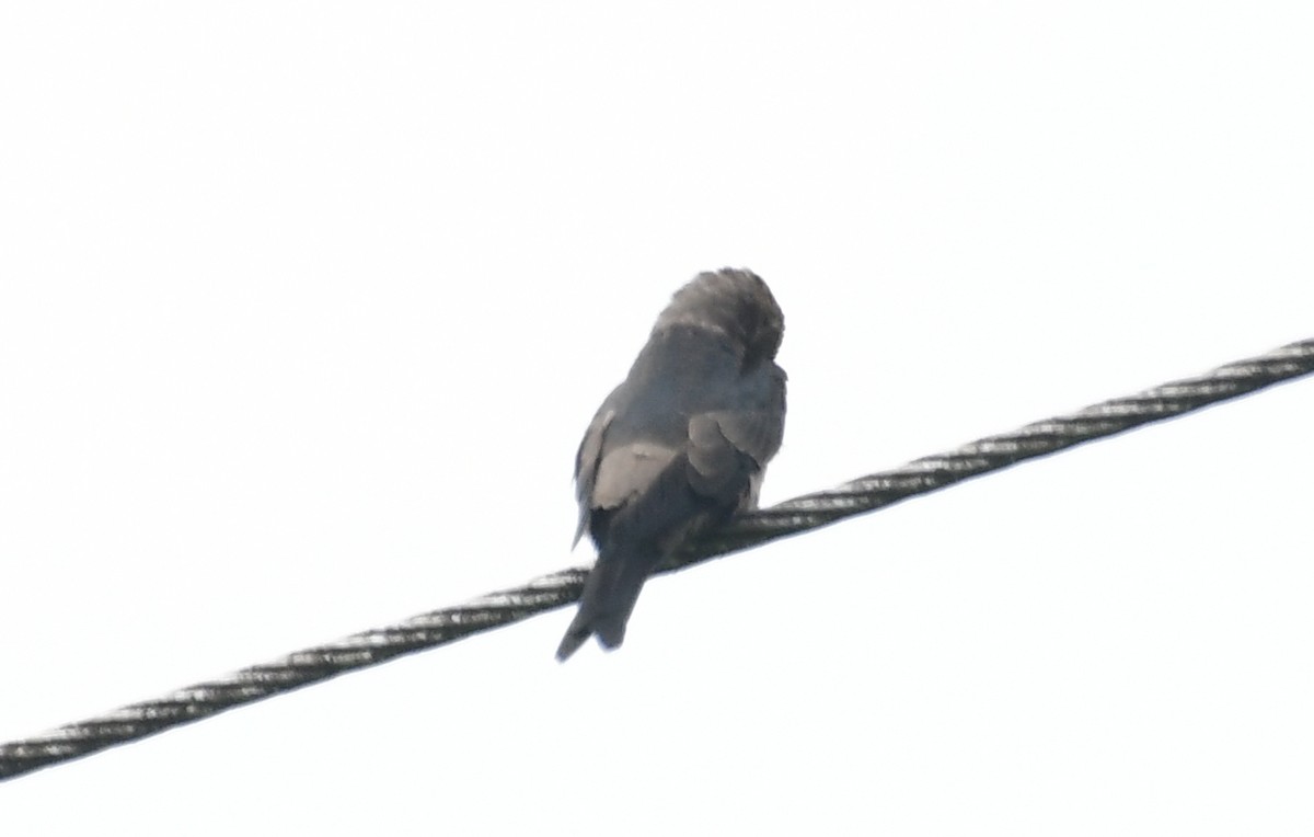 Southern Rough-winged Swallow - ML143552891