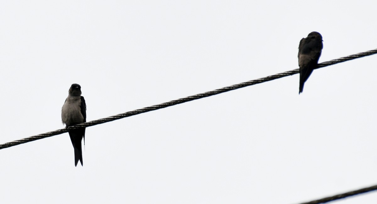 Zimtkehlschwalbe - ML143552981