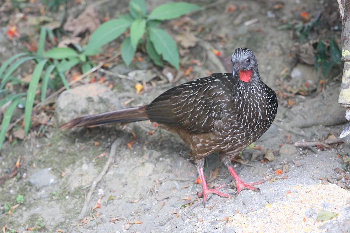 Band-tailed Guan - Larry Sirvio