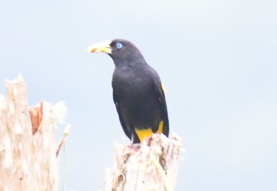 Yellow-rumped Cacique - ML143555301