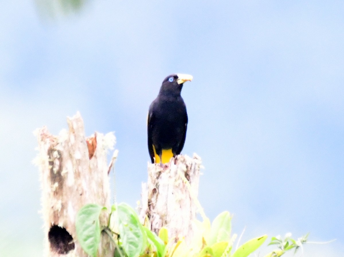 Yellow-rumped Cacique - ML143555311