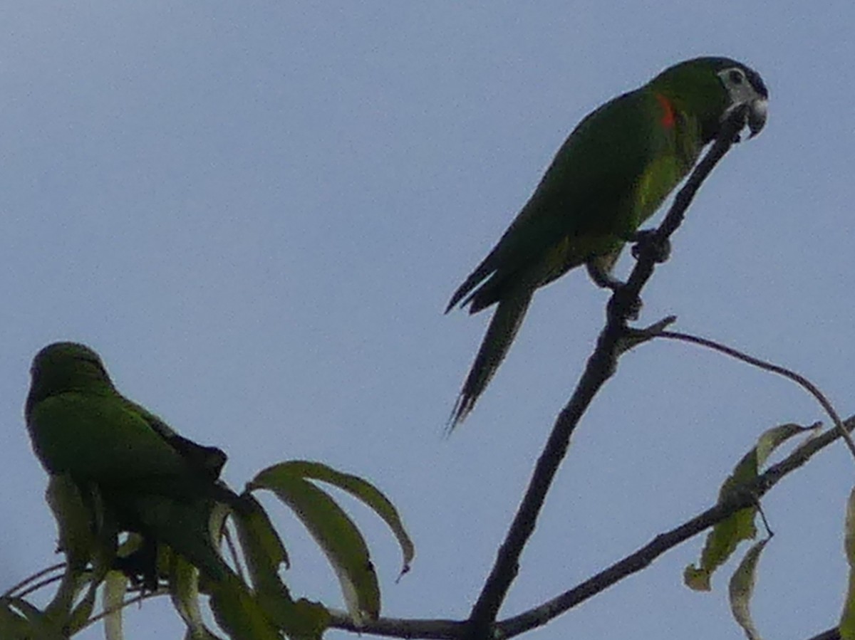 Red-shouldered Macaw - ML143558421