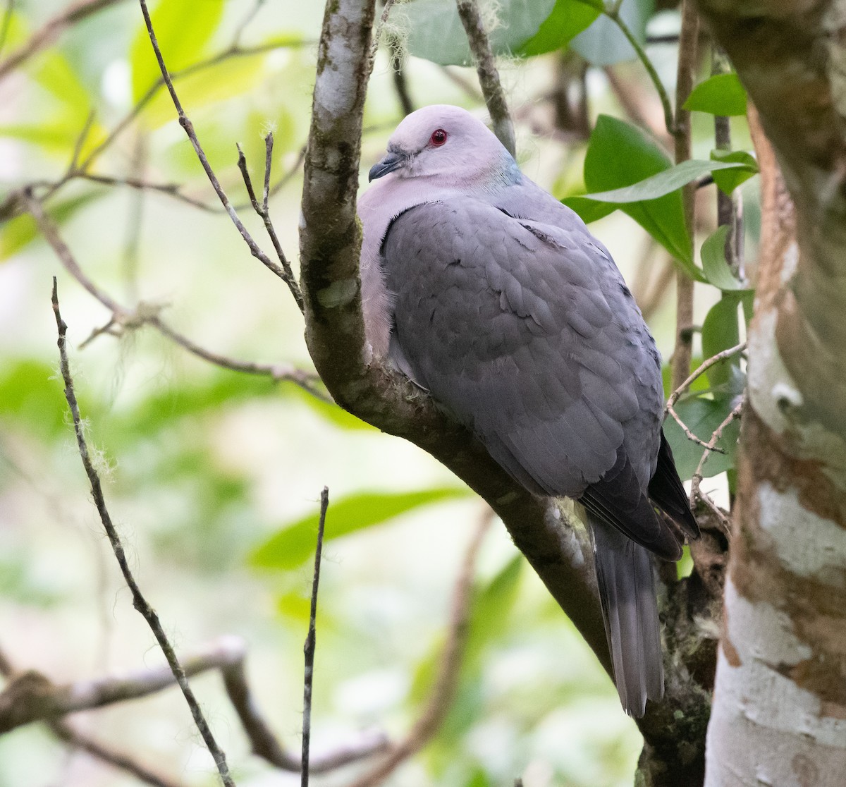 Ring-tailed Pigeon - Lizabeth Southworth