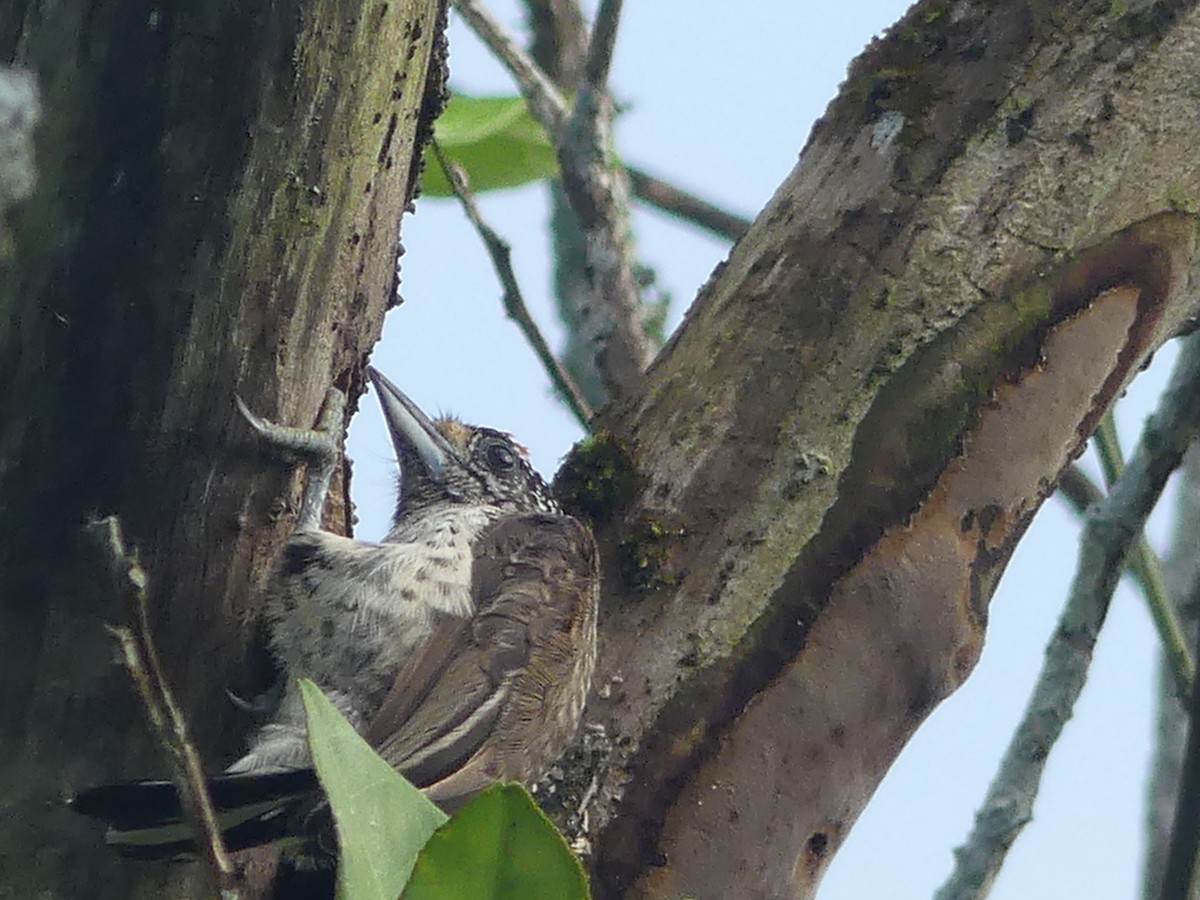 White-bellied Piculet - ML143561841