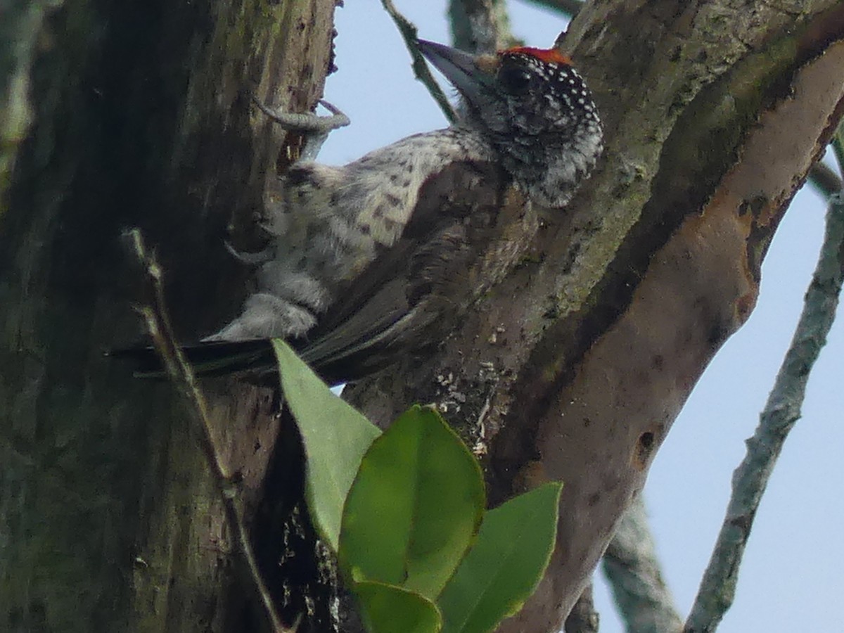 White-bellied Piculet - ML143561881