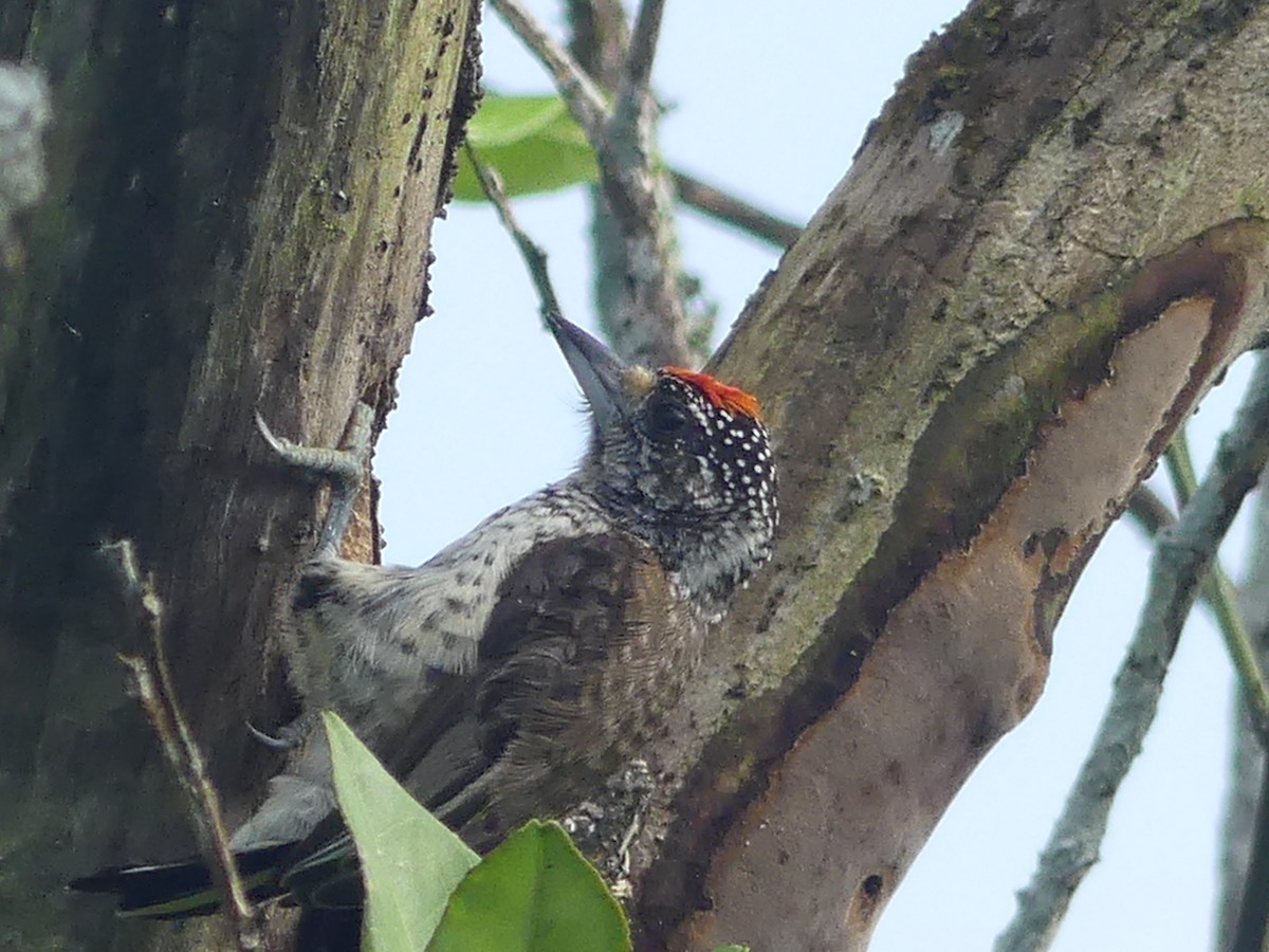 White-bellied Piculet - ML143561891